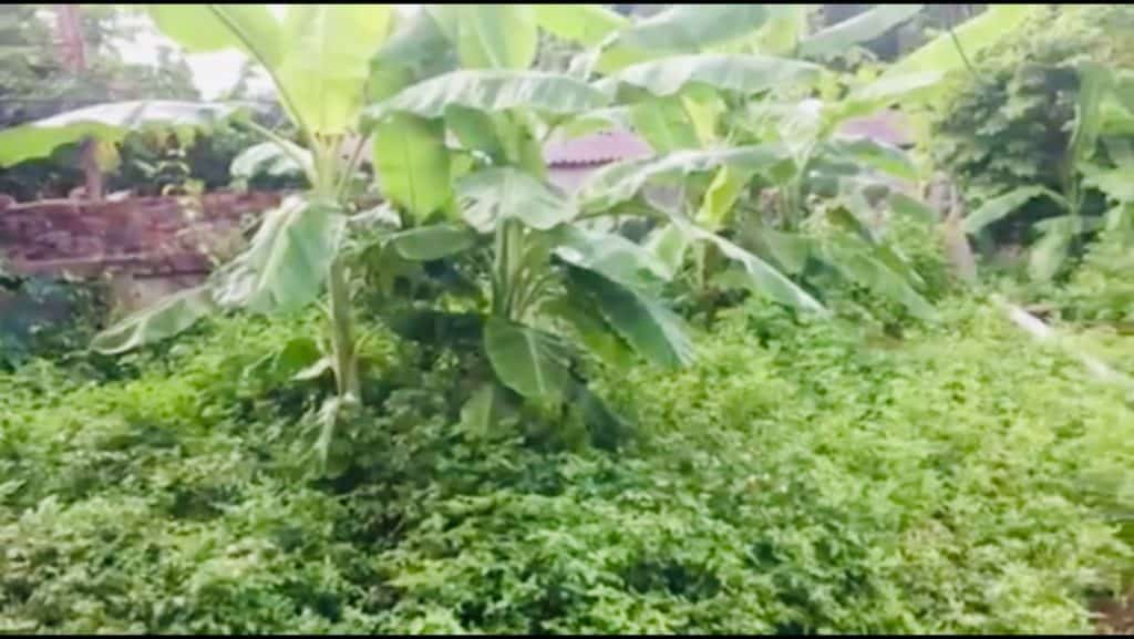 Biden Pilosa in Lien’s garden
