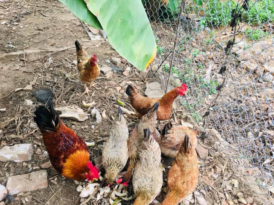 Lien’s chicken