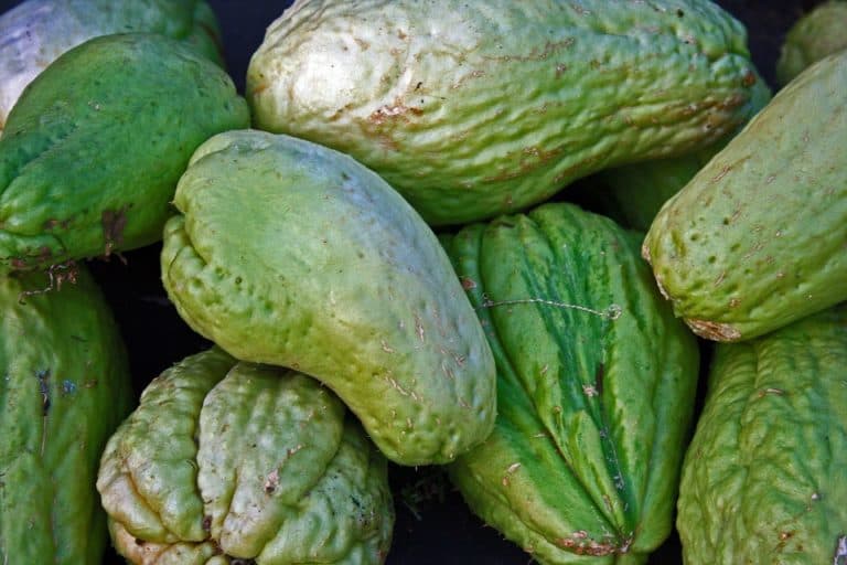 Chayote: An Easy-Going Plant Benefits My Site A Lot