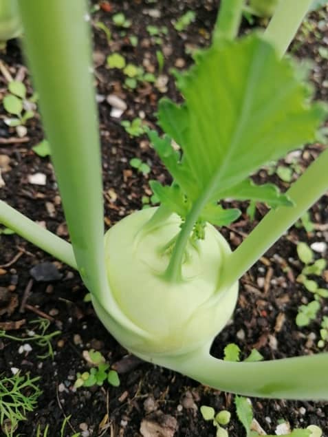 food forests and planting