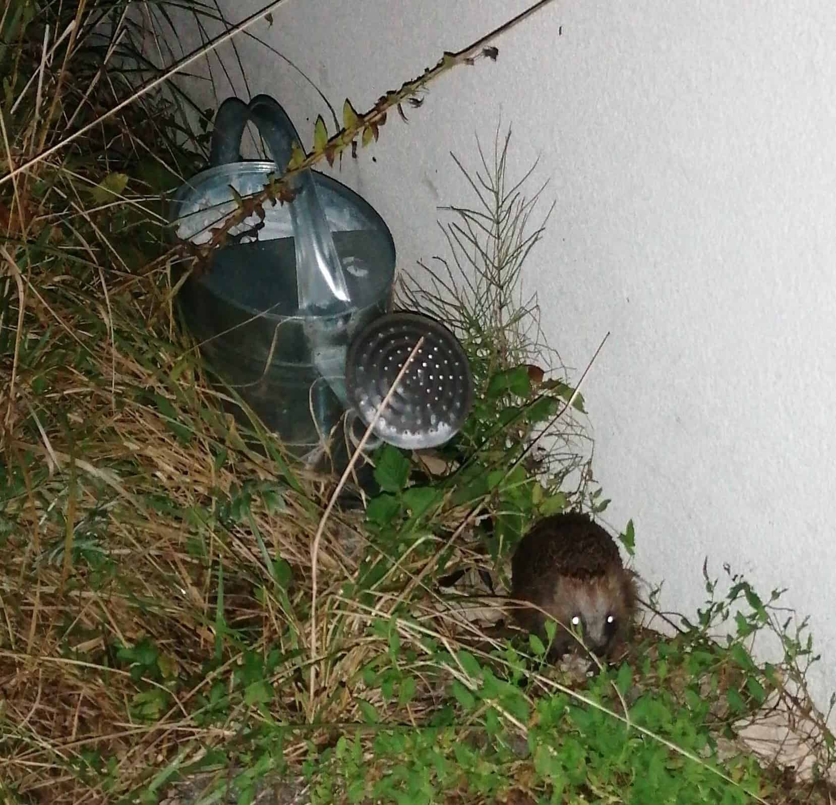 The hedgehog ©Franziska Weißörtel