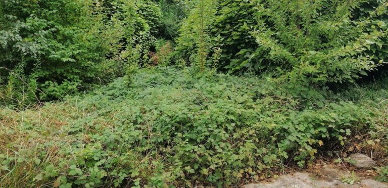 Starting a New Small-Scale Permaculture Design Project
