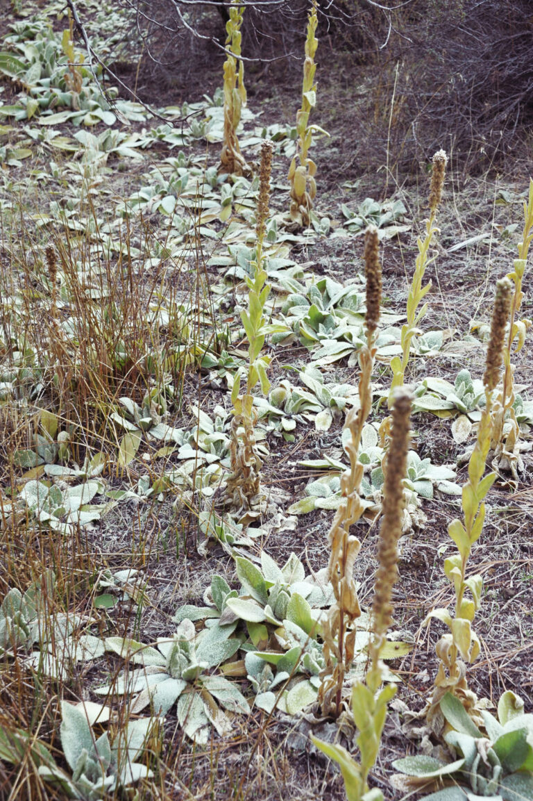 winter mullein