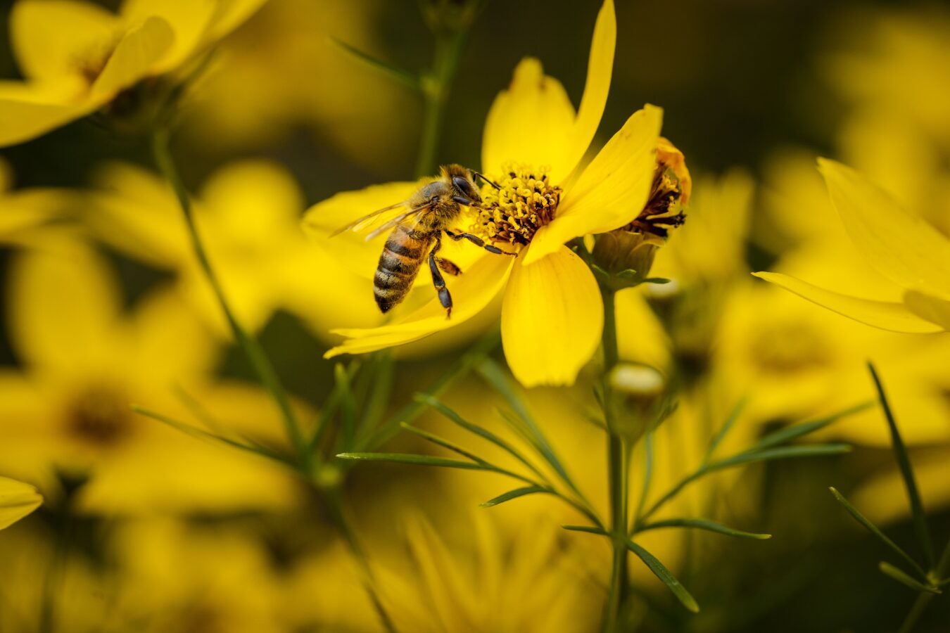 bees pollinating