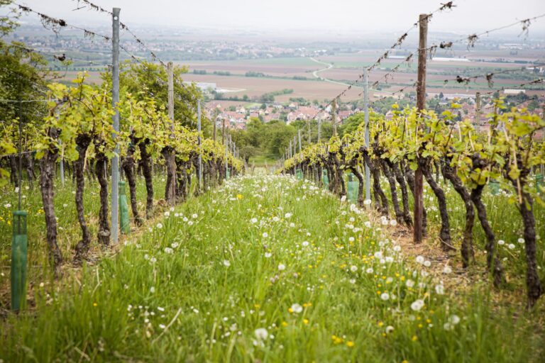 Ever heard of Biodynamics?