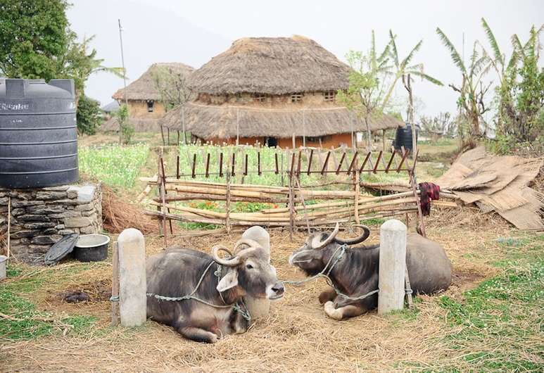 Buffalo domestication farm