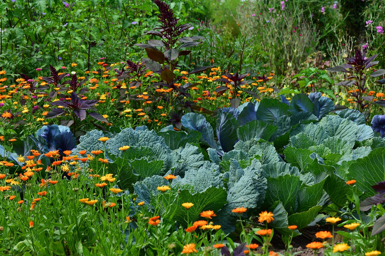 lush rain garden with several varities of plants, image by congerdesign from pixabay.