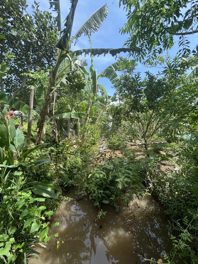 Image: View of the swales and food forest