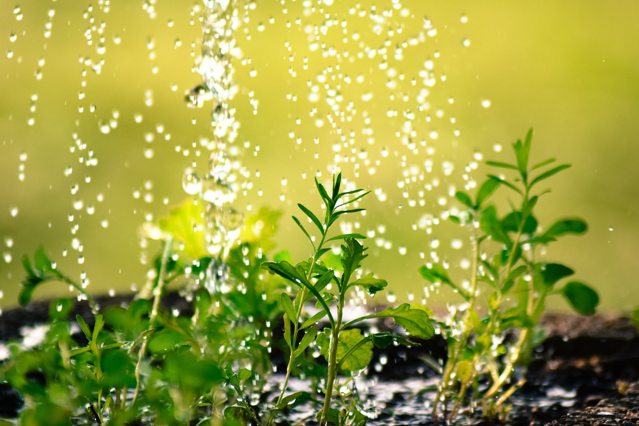 name rain garden source image by annawaldl from pixabay