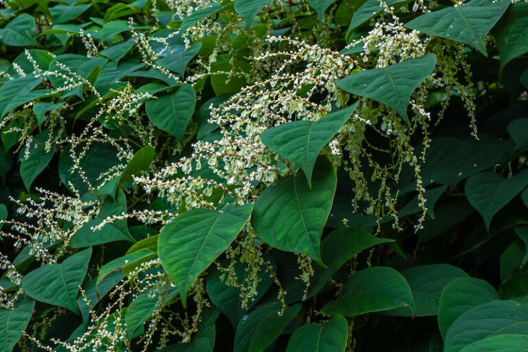 Weeds and Invasive Plants: Towards a Neutral Analysis: Part 1