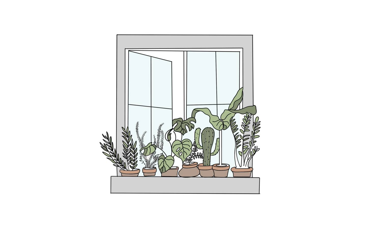 window plants